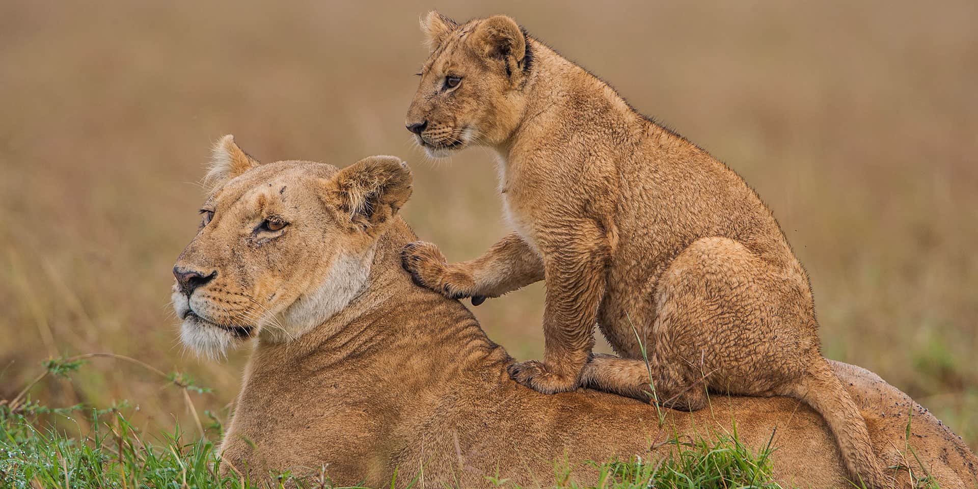 Maasai Mara